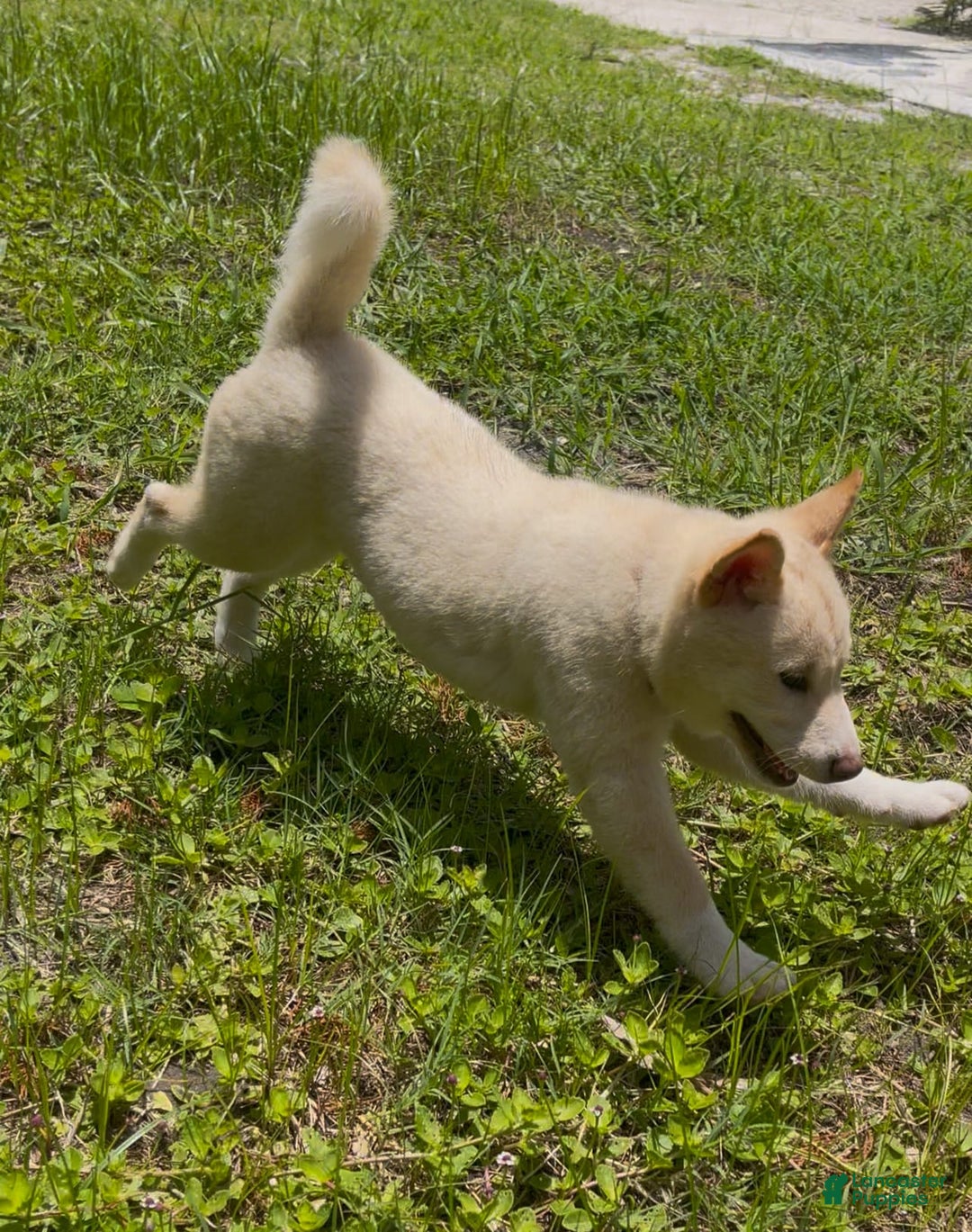 Shiba Inu dogs for sale: Paloma - Image 11