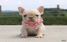 French Bulldog dogs for sale: Minty - Image 6