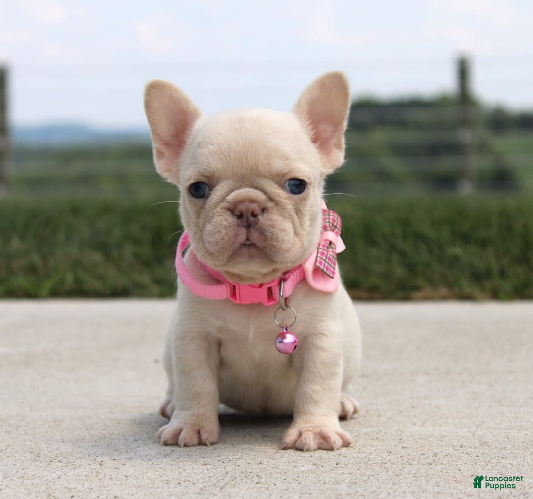 French Bulldog dogs for sale: Minty - Image 6