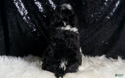 Cavapoo dogs for sale: Cleopatra - Image 3