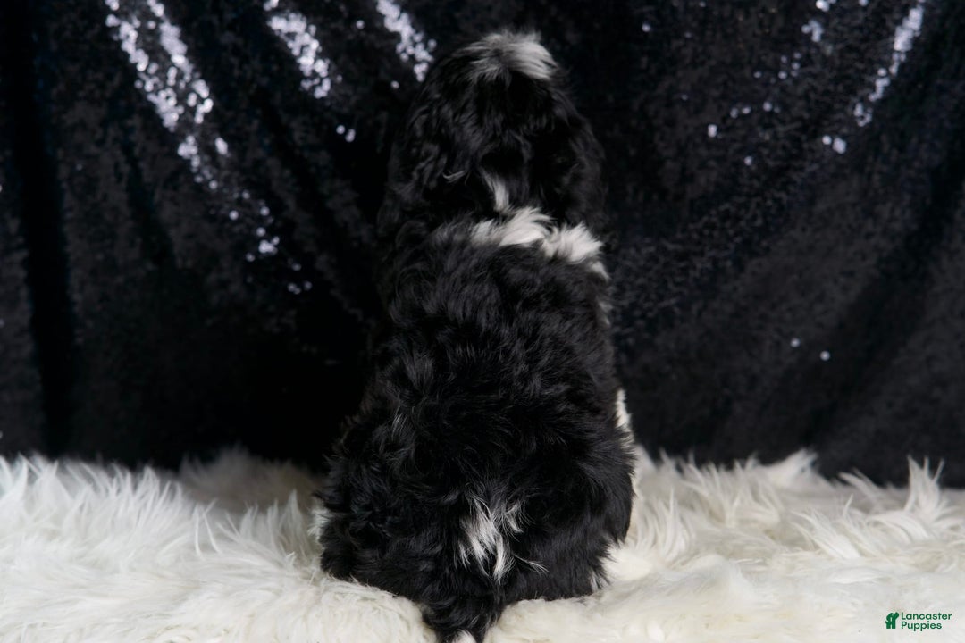 Cavapoo dogs for sale: Cleopatra - Image 3