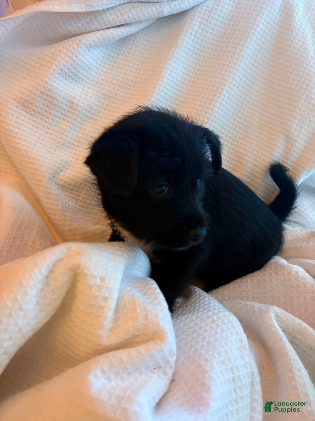 Shiba Inu dogs for sale: Uno - Image 1