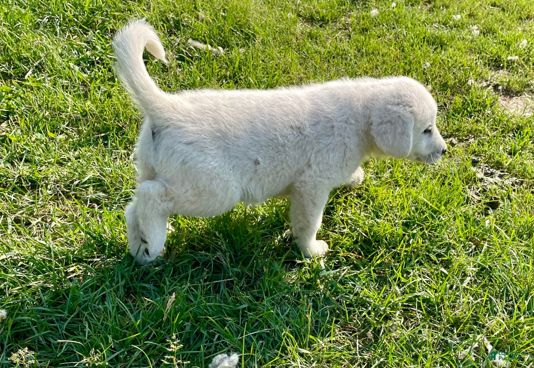 Maremma Sheepdog dogs for sale: Sheba - Image 2