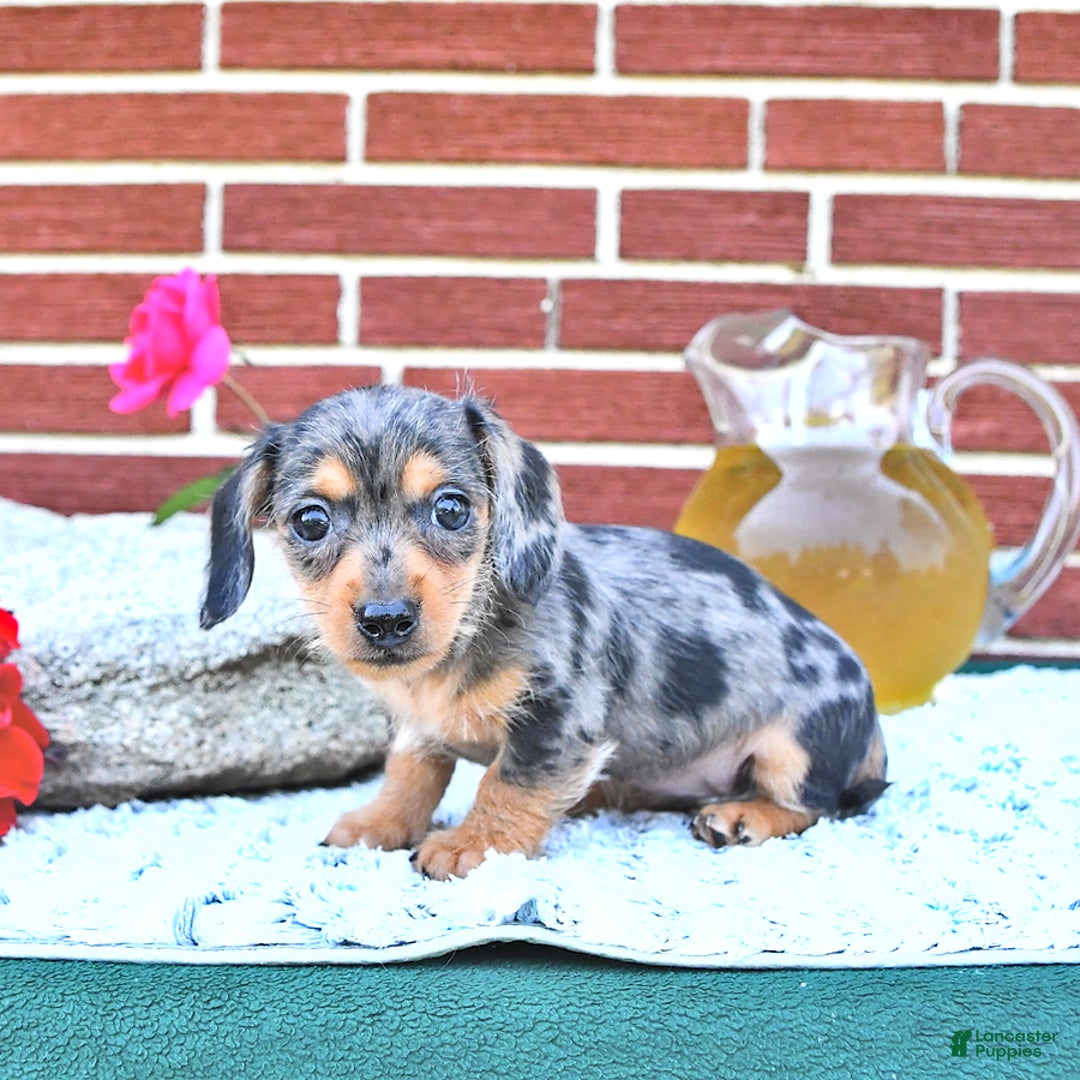Miniature Dachshund dogs for sale: Trisha - Image 5