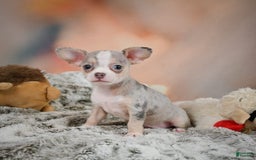 Chihuahua dogs for sale: Una - Image 5