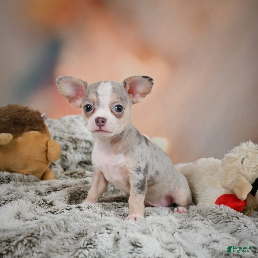 Chihuahua dogs for sale: Una - Image 5