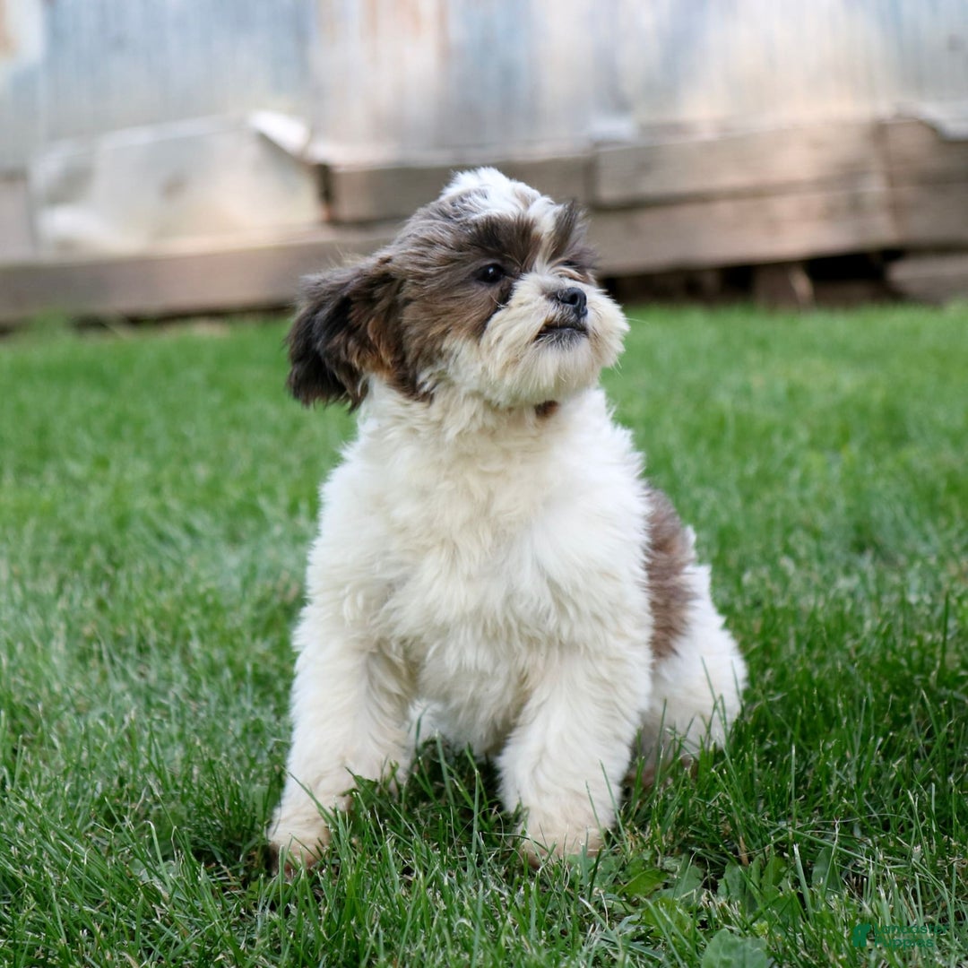 Shihpoo dogs for sale: Anya - Image 14