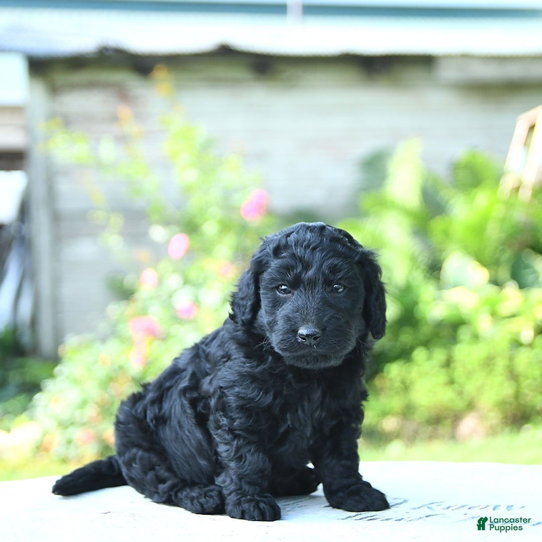 Mini Goldendoodle dogs for sale: Ava - Image 2