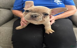 French Bulldog dogs for sale: Isabella - Image 1