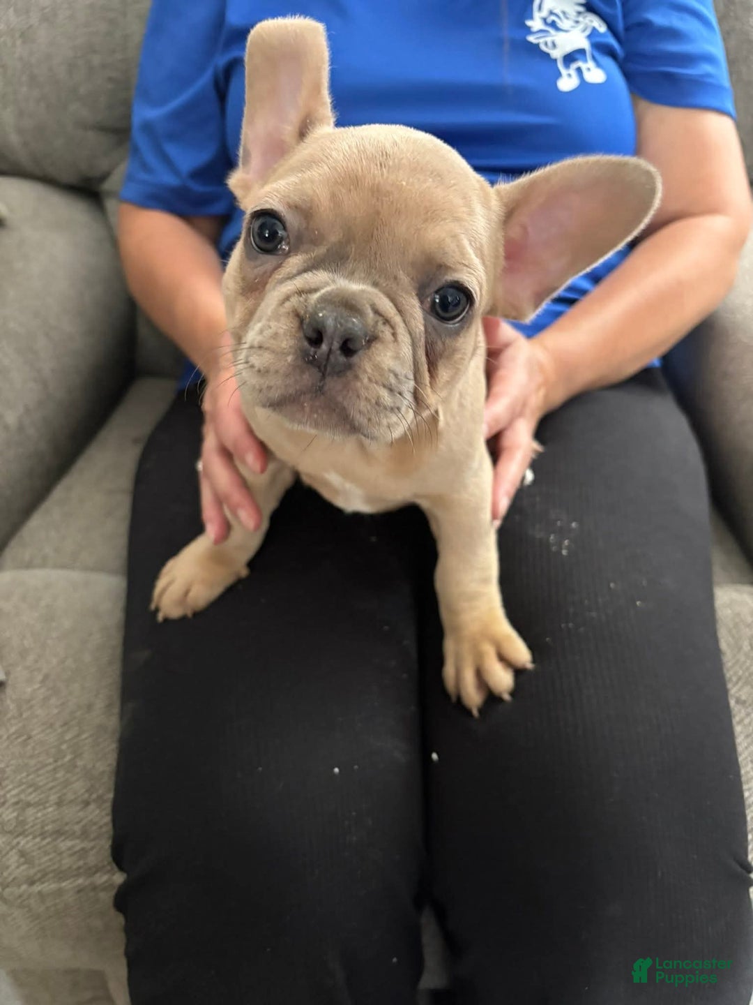 French Bulldog dogs for sale: Isabella - Image 1