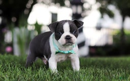 Boston Terrier dogs for sale: Steve - Image 4