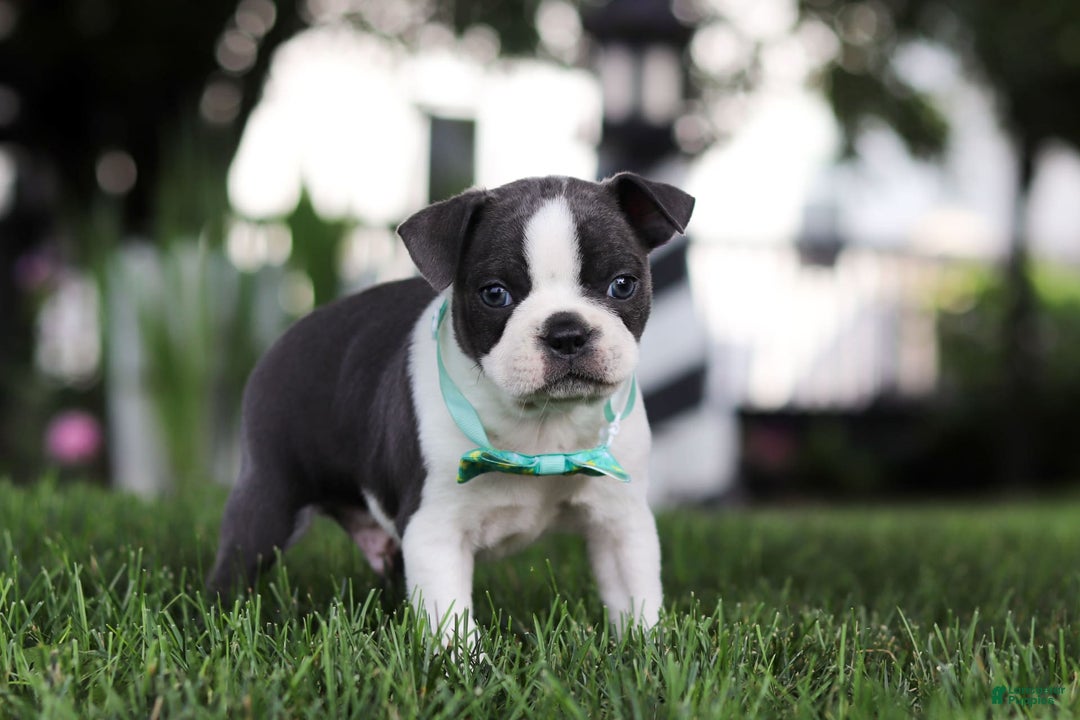Boston Terrier dogs for sale: Steve - Image 4