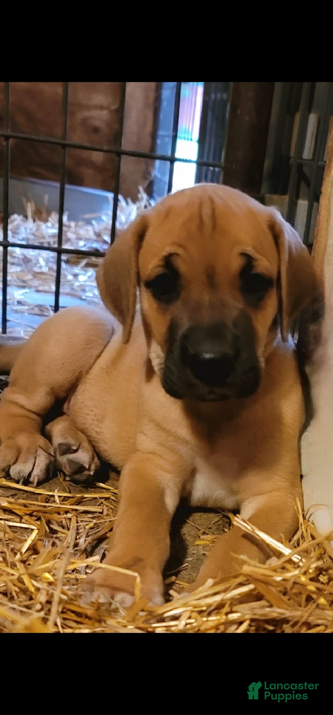 Great Dane dogs for sale: Ash - Image 3