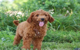 Mini Goldendoodle dogs for sale: Brown Collar - Image 3