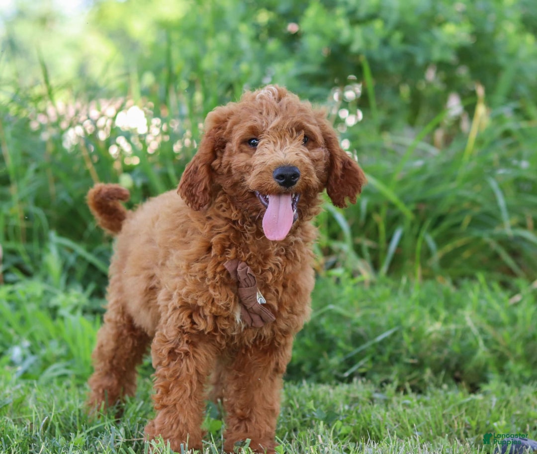 Mini Goldendoodle dogs for sale: Brown Collar - Image 3