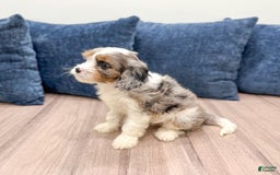 Cavapoo dogs for sale: Skylie - Image 4