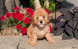 Cavapoo dogs for sale: Kylo - Image 2