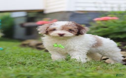 Mini Aussiedoodle dogs for sale: Blaze - Image 2