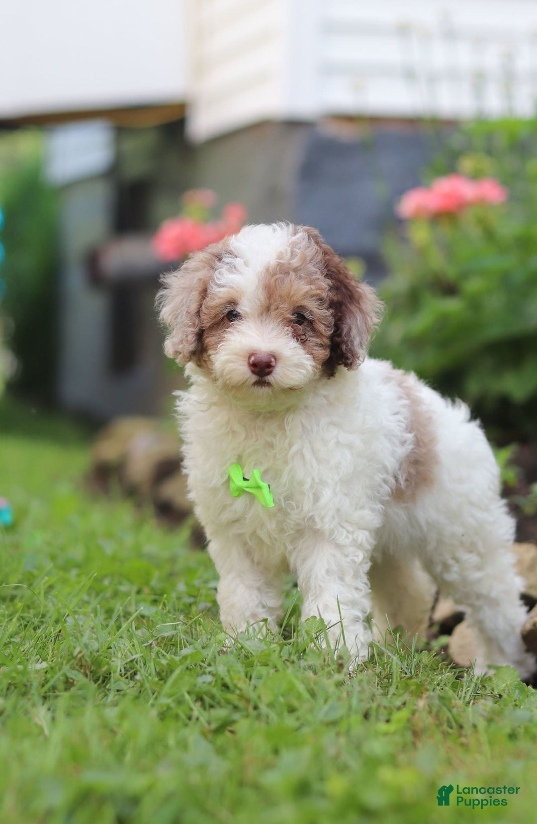 Mini Aussiedoodle dogs for sale: Blaze - Image 2