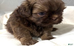 Shih Tzu dogs for sale: Karlton - Image 8