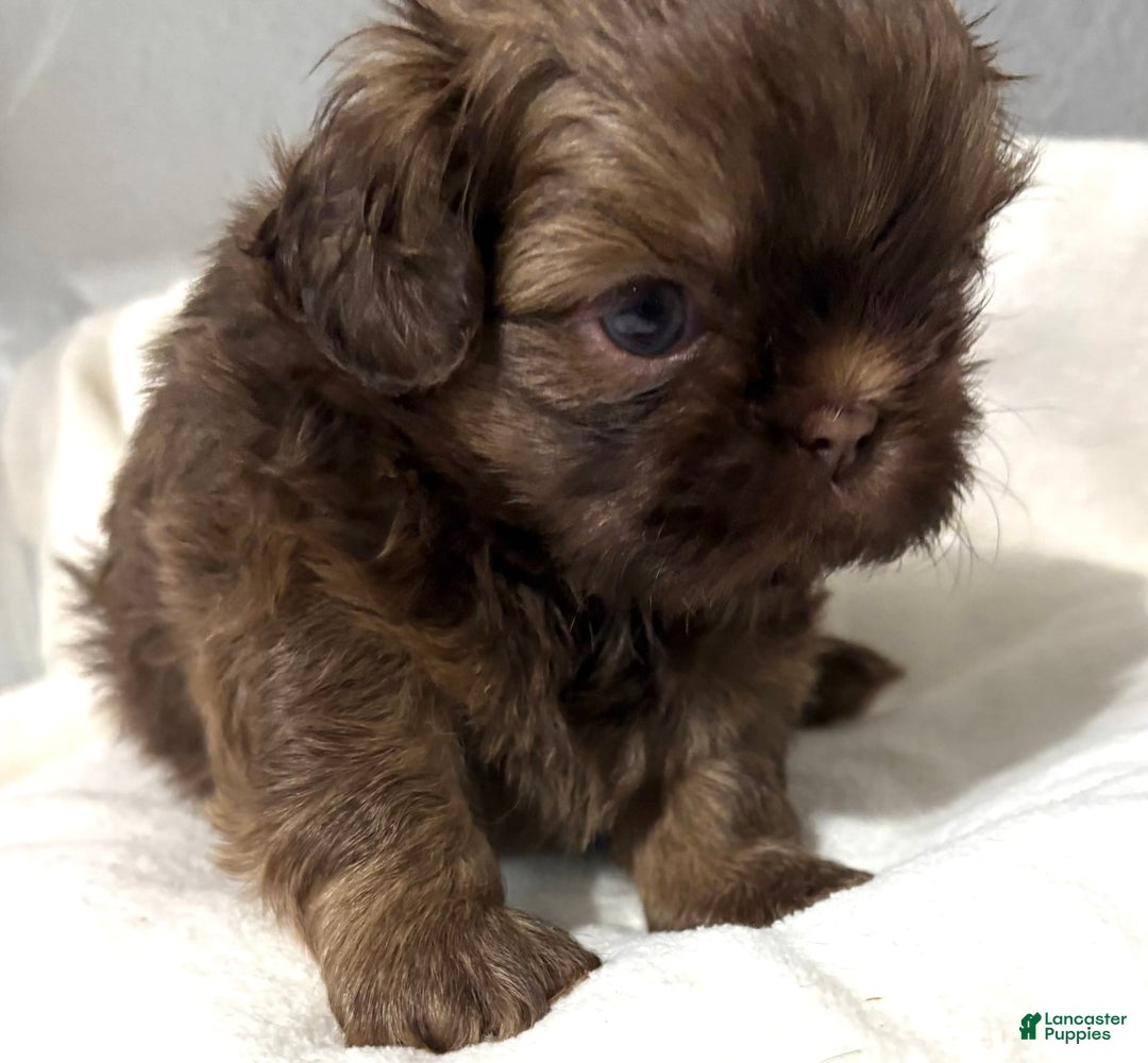 Shih Tzu dogs for sale: Karlton - Image 8