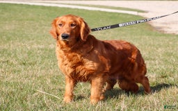 Mini Goldendoodle dogs for sale: Fletcher - Image 6