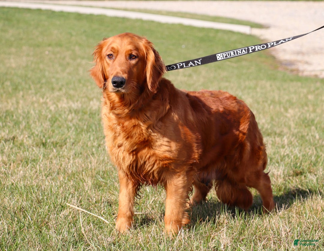 Mini Goldendoodle dogs for sale: Fletcher - Image 6