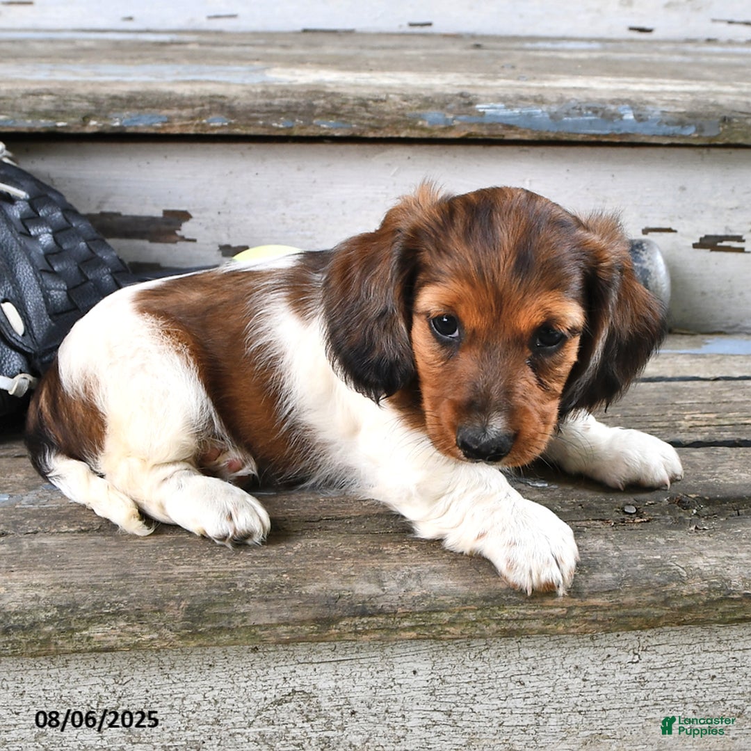 Miniature Dachshund dogs for sale: Carson - Image 2