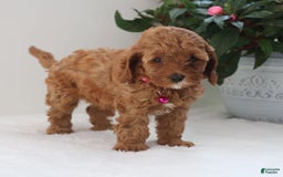 Cavapoo dogs for sale: Clover - Image 3
