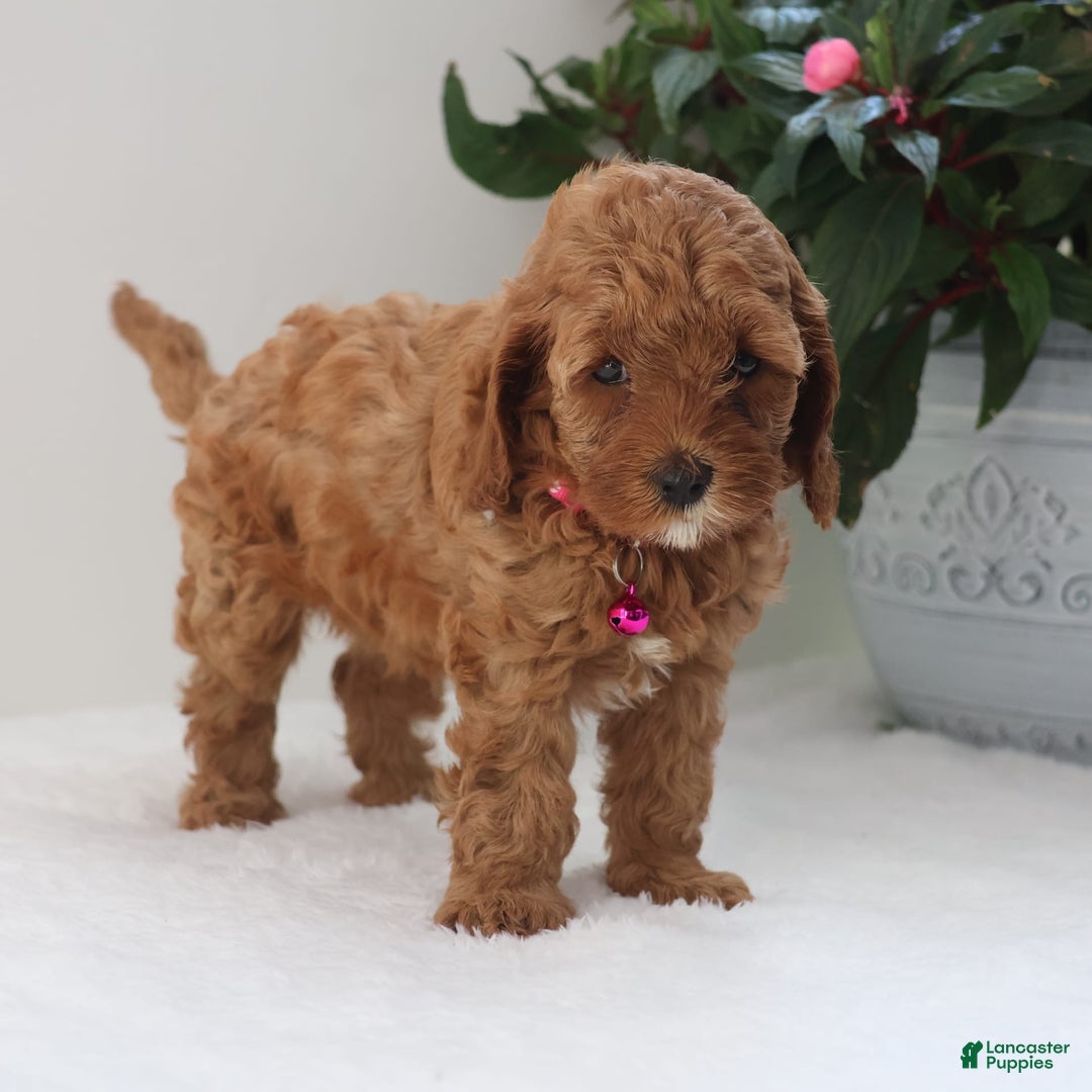 Cavapoo dogs for sale: Clover - Image 3