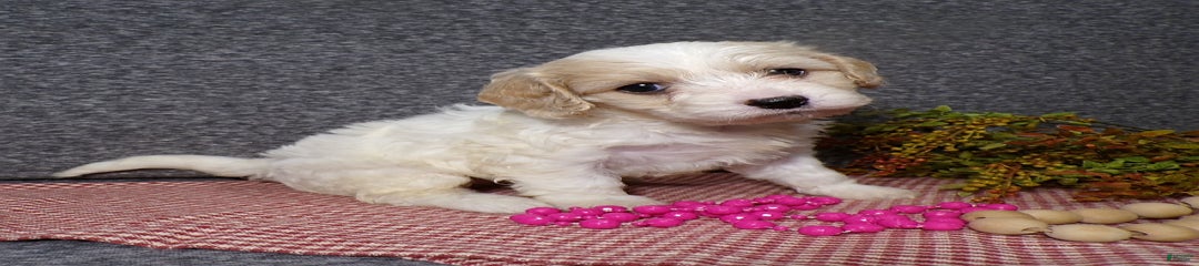 Bianca