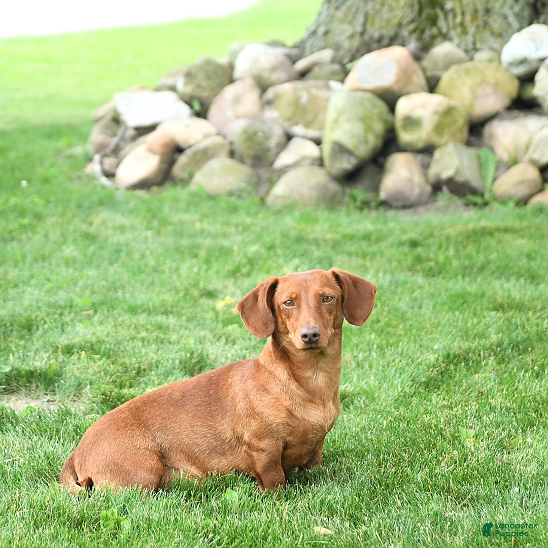Miniature Dachshund dogs for sale: Ace - Image 6