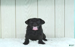 Miniature Poodle dogs for sale: Sarge - Image 8