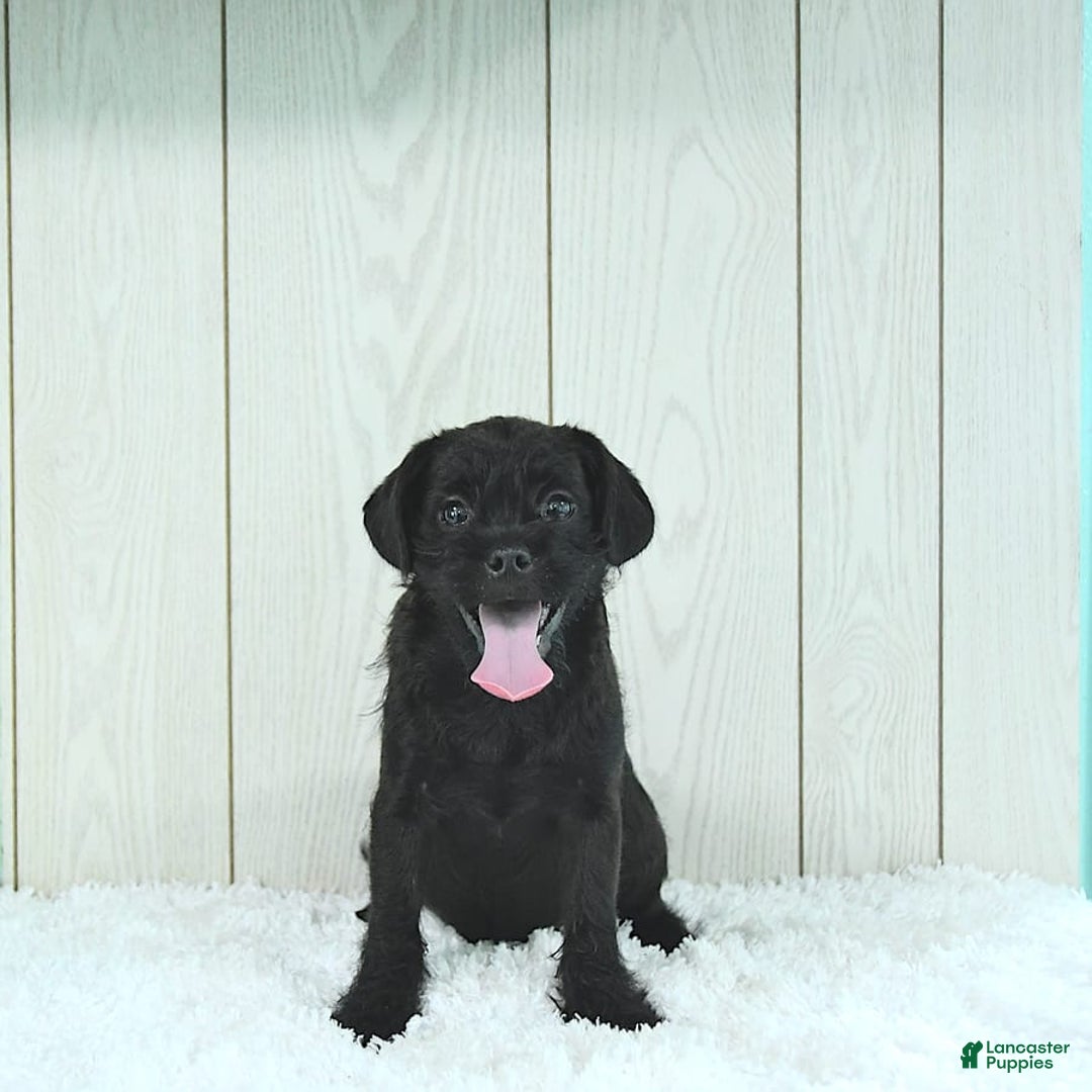 Miniature Poodle dogs for sale: Sarge - Image 8