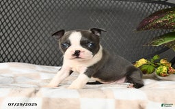 Boston Terrier dogs for sale: Jade - Image 3