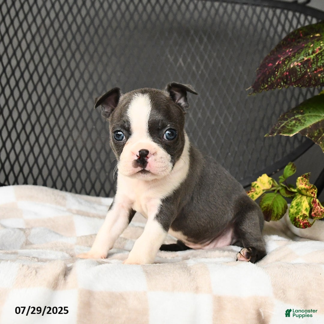 Boston Terrier dogs for sale: Jade - Image 3