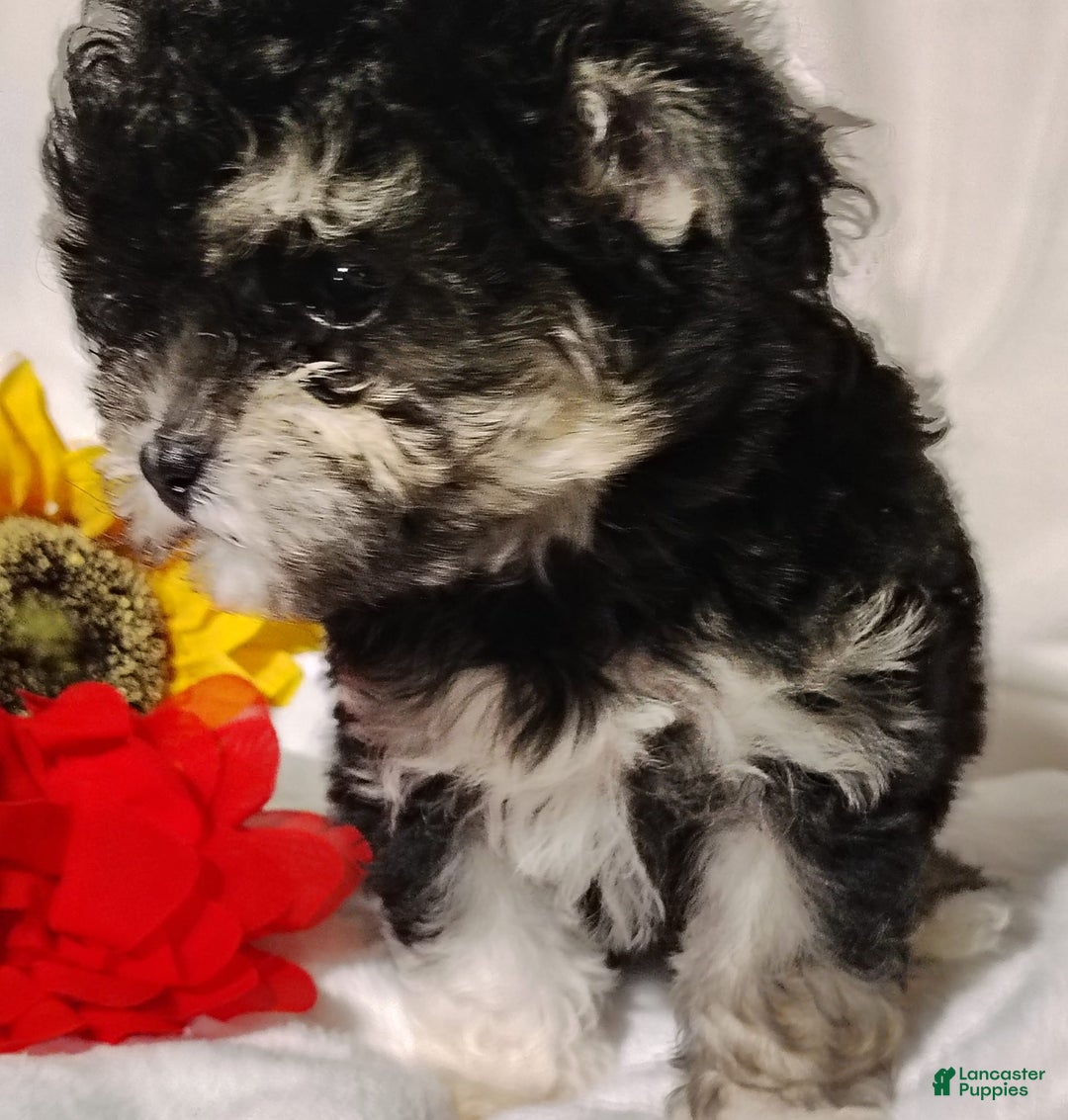 Maltipoo dogs for sale: Olive - Image 3