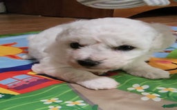 Bichon Frise dogs for sale: Mary Francis - Listing for pets: Mary Francis - Image 2