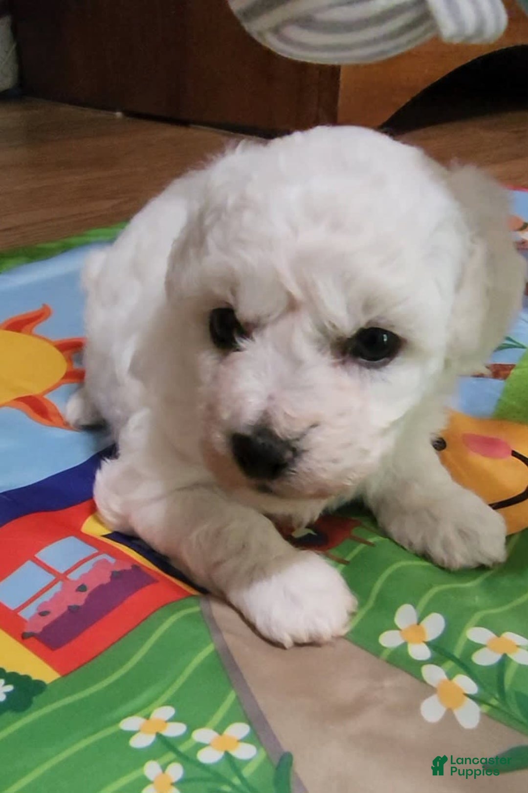 Bichon Frise dogs for sale: Mary Francis - Listing for pets: Mary Francis - Image 2