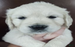 Golden Retriever dogs for sale: Bobby - Image 5