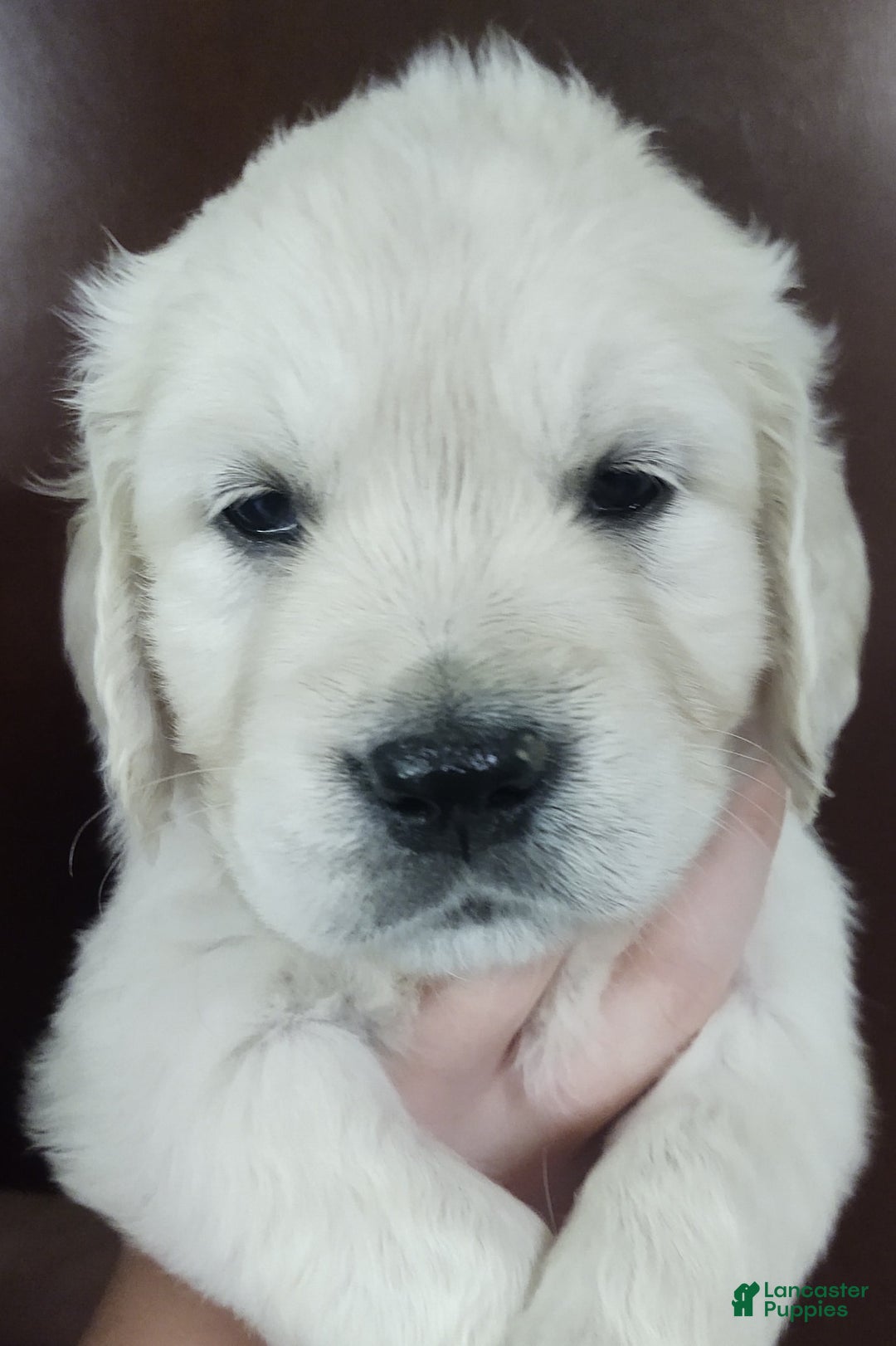 Golden Retriever dogs for sale: Bobby - Image 5