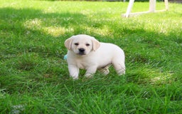 Labrador Retriever dogs for sale: Labrador Retriever 8 puppies - Image 10