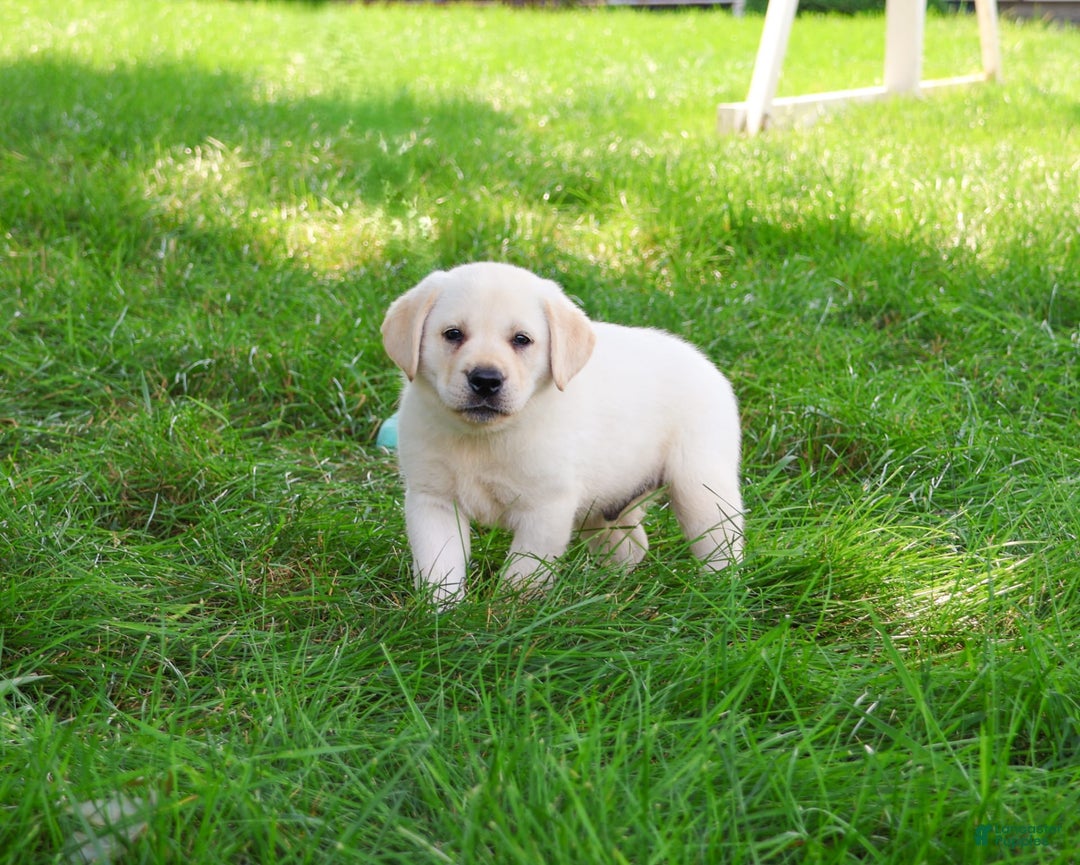 Labrador Retriever dogs for sale: Labrador Retriever 8 puppies - Image 10