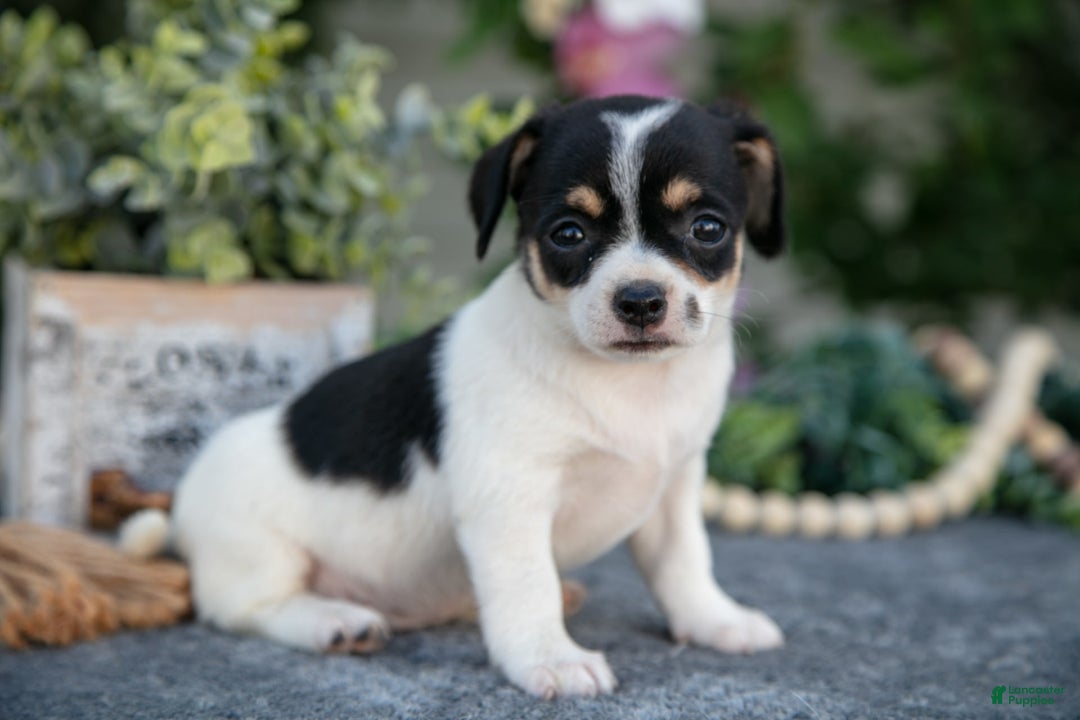 Chihuahua dogs for sale: Toodles - Image 2