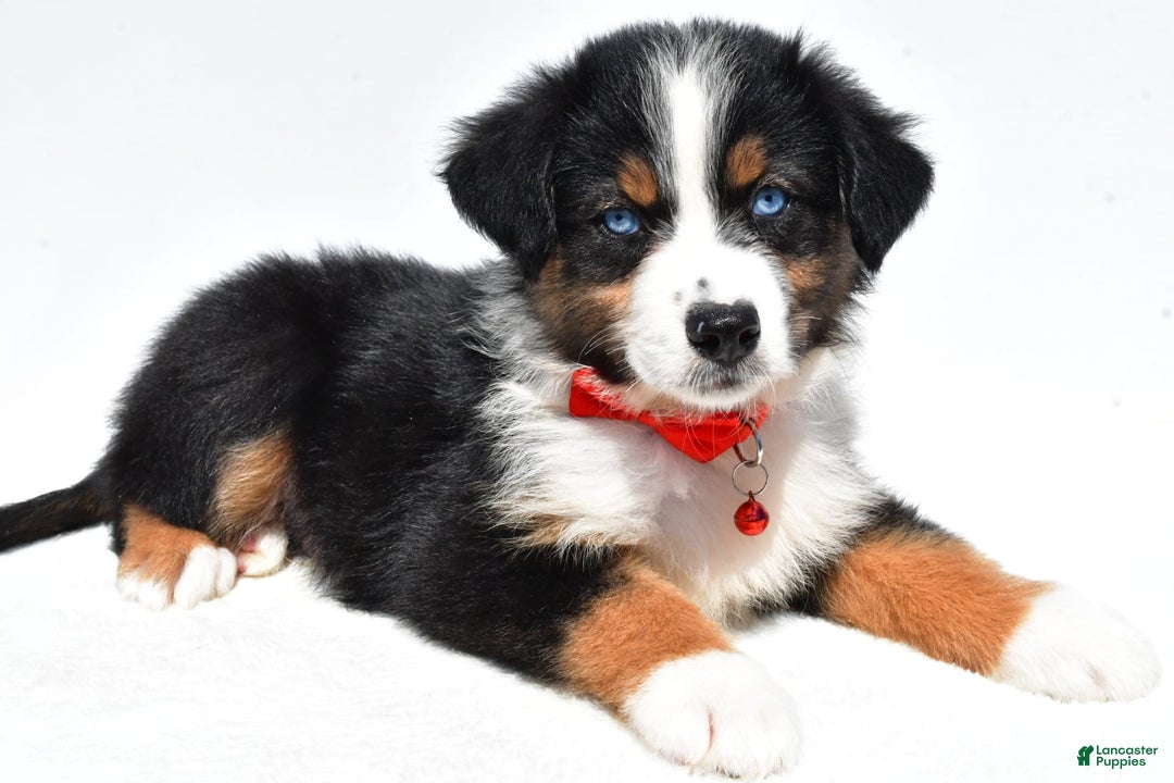Australian Shepherd dogs for sale: Kylo - Image 10
