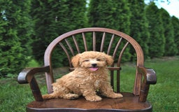 Mini Goldendoodle dogs for sale: Mia - Image 10