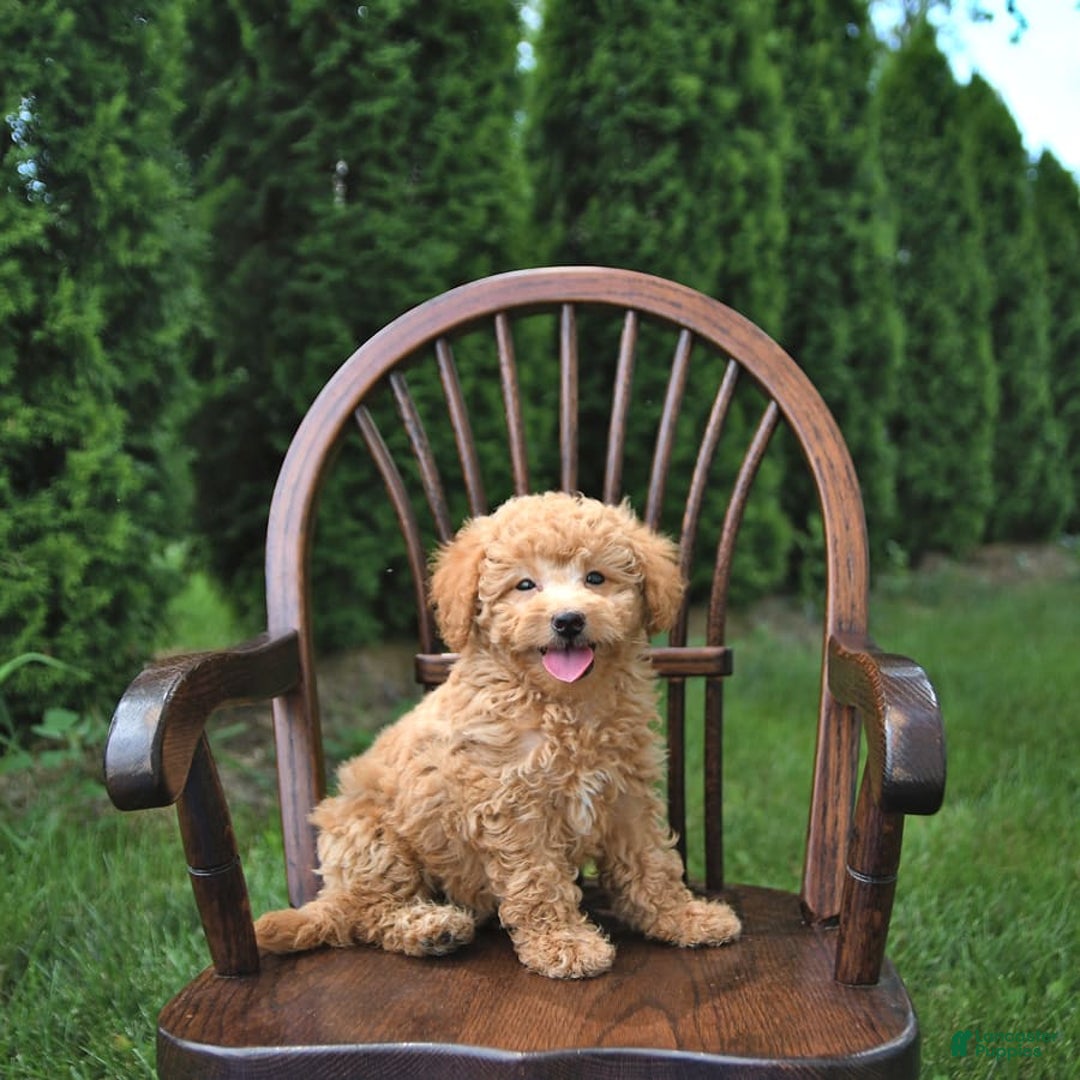 Mini Goldendoodle dogs for sale: Mia - Image 10