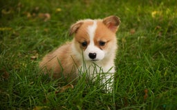 Welsh Corgi Pembroke dogs for sale: Custard - Image 2