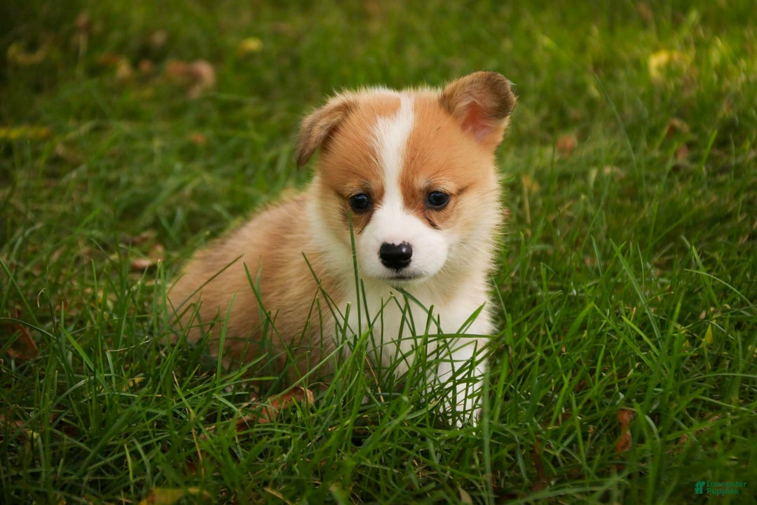 Welsh Corgi Pembroke dogs for sale: Custard - Image 2
