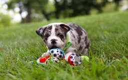 Beabull dogs for sale: Oreo - Image 4